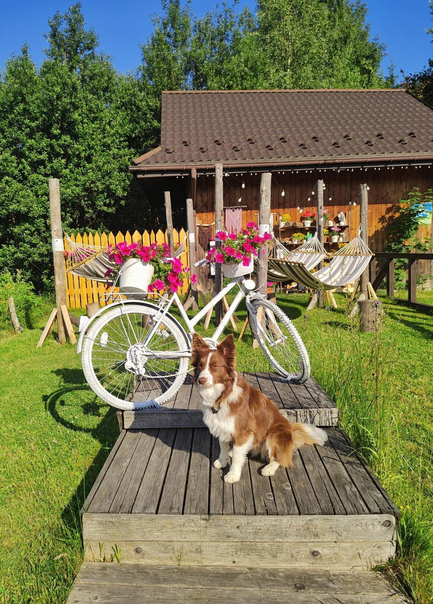 Czarna Owca Bed and Breakfast Istebna Exteriör bild