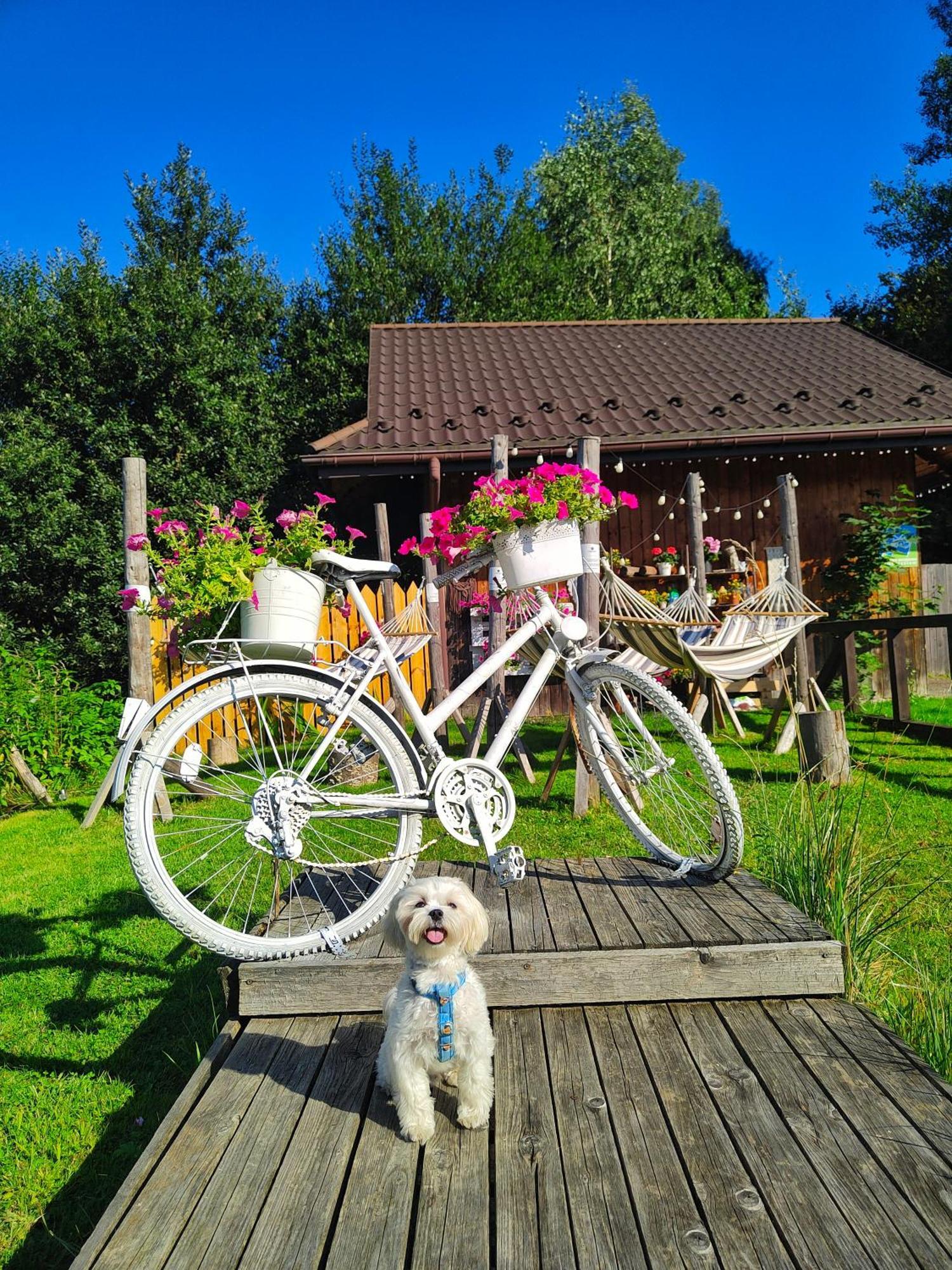 Czarna Owca Bed and Breakfast Istebna Exteriör bild