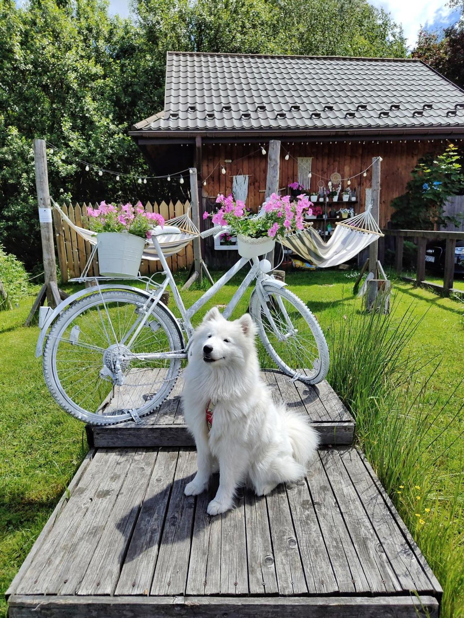 Czarna Owca Bed and Breakfast Istebna Exteriör bild